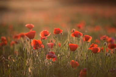 Alanını çiçek haşhaş çiçekleri