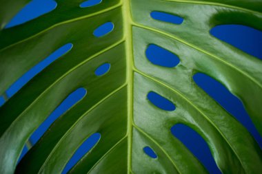 Tropikal orman dalları Monstera mavi renk arka plan üzerinde bırakır. Düz yatıyordu. Botanik doğa düz yatıyordu. Çiçek öğeleri tasarım, yeşil yeşillik