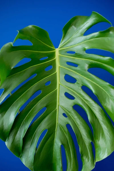热带丛林树枝在蓝色背景下留下龟背竹 平坦的植物性质 花卉元素设计 绿色叶子 — 图库照片