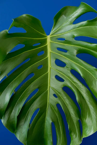 Tropical Jungle Branches Feuilles Monstera Sur Fond Couleur Bleue Pose — Photo