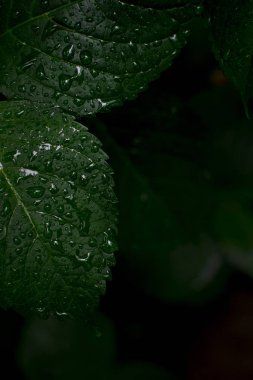 Ortanca yeşil yaprakları. yaprakların üzerine su damlaları. yağmur Workbench bir kartvizit için