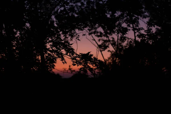 Захід Сонця Карпатах Кленове Листя Задньому Світлі — стокове фото