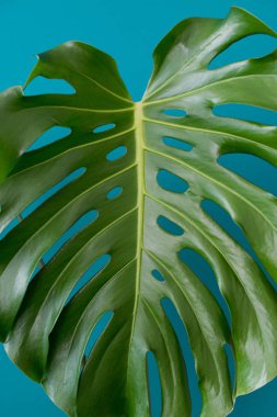 Tropikal orman dalları Monstera Akuamarin renkli arka plan üzerinde bırakır. Düz yatıyordu. Botanik doğa düz yatıyordu. Çiçek öğeleri tasarım, yeşil yeşillik