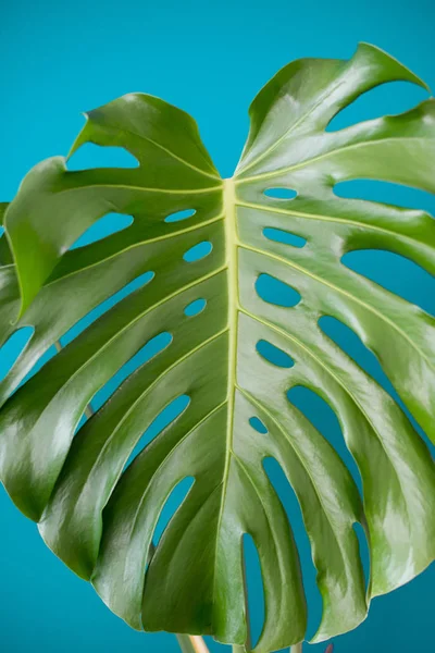 Ветви Тропических Джунглей Оставляют Монстера Аквамариновом Фоне Плоский Лежал Плоский — стоковое фото