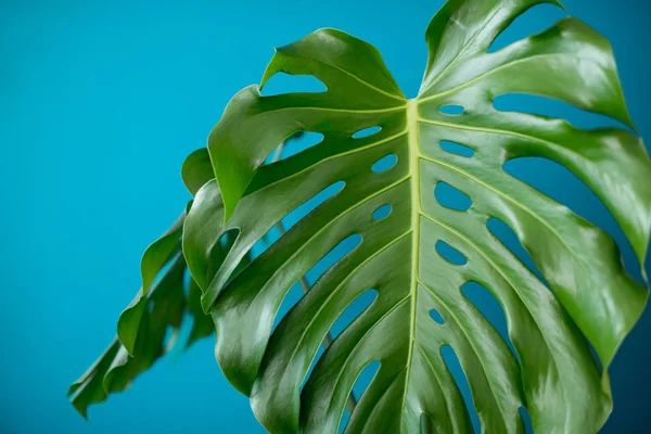 Tropical Jungle branches leaves Monstera on  aquamarine color background. Flat lay. Flat lay of Botanical nature. Floral elements design,Green foliage