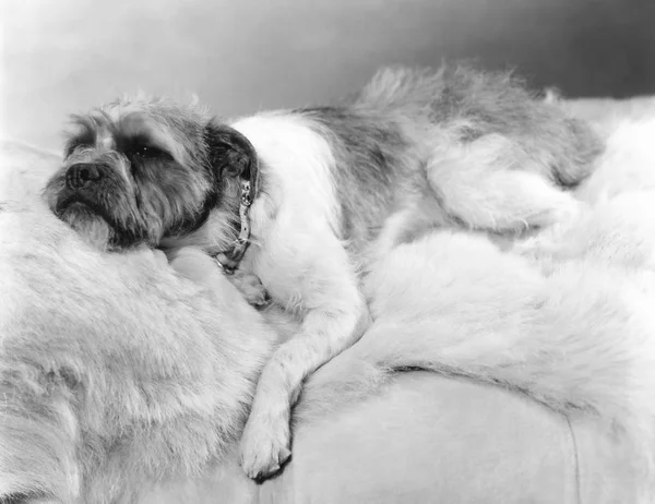 Perro Durmiendo Una Manta Piel —  Fotos de Stock