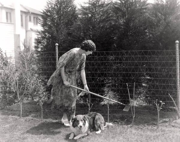 Collie Cuidando Jardineiro — Fotografia de Stock