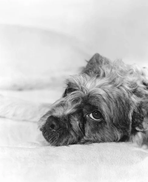 Woman Portrait Tired Dog — Stock Photo, Image