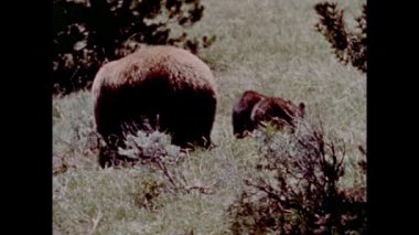 Anne ayı iki yavrularını doğada, 1970'lerde yürüyüş