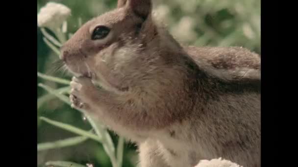 1970 년대는 로그에 다람쥐의 클로즈업 — 비디오