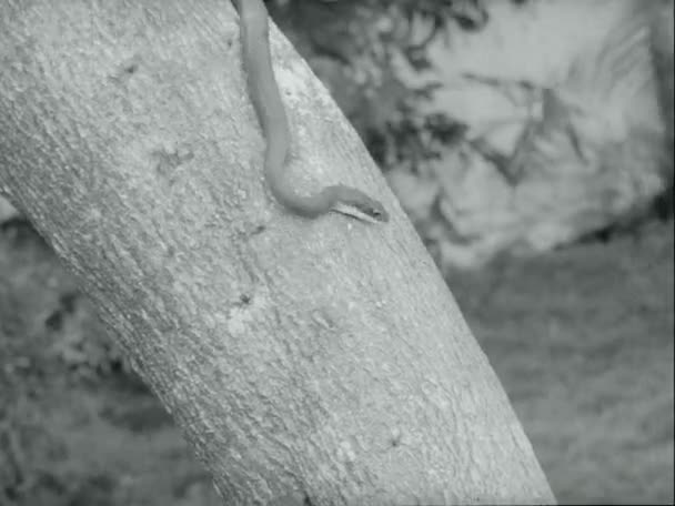 Snake Crawling Tree Trunk Grass Water 1970 — Video Stock