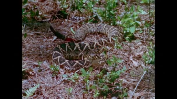 Západní Diamondback Chřestýš Ležící Trávě — Stock video