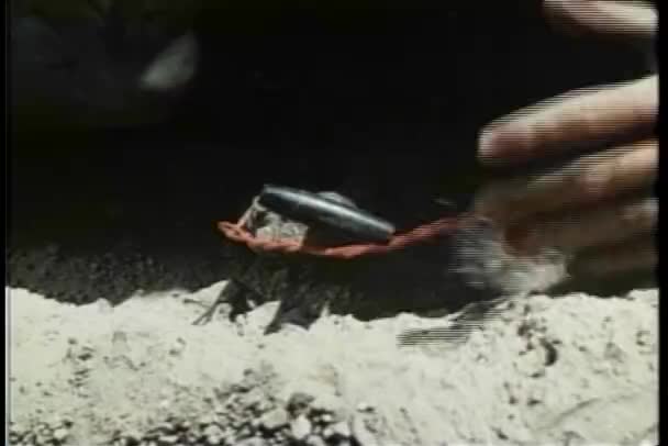 Реконструкция Человека Вызвавшего Взрыв 1970 Годов — стоковое видео