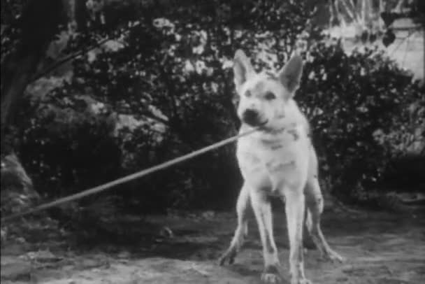 1940 年代の屋外 ロープに縛ら吠える犬 — ストック動画
