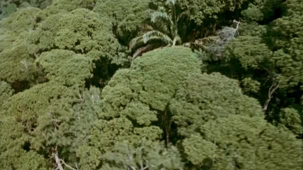 Helikopter Repül Fákat Fenti 1980 Években Árnyékában — Stock videók