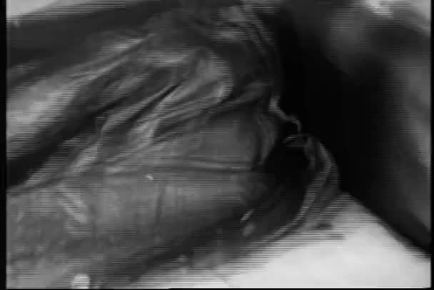 Κοντινό Πλάνο Του Skunk Κρυμμένο Κάτω Από Παλτό Στο Κάθισμα — Αρχείο Βίντεο