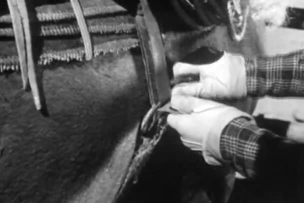 Cowboy Cutting Strap Hiding Saddle Flap 1930S — Stock Video