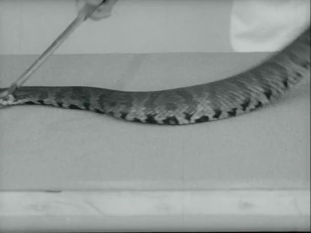 Lab Technician Releasing Venom Cobra 1970S — Stock Video