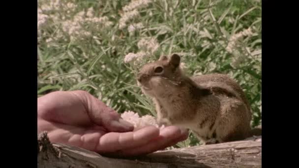 Nahaufnahme Eines Streifenhörnchens Das Aus Der Hand Isst 1970Er Jahre — Stockvideo