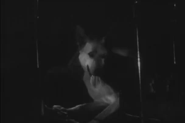 德国牧羊人休息在马车位子在晚上 二十世纪四十年代 — 图库视频影像