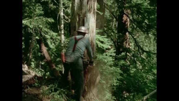 Ağacı Ormanda 1970 Lerde Testere Oduncu Arka Görünümü — Stok video