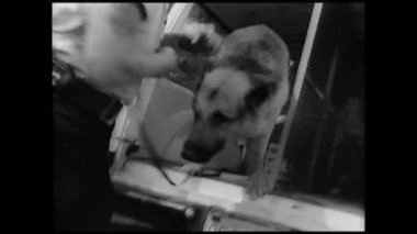 Polis polis köpekleri dışarı van, 1960'larda alarak üç