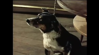 ' Masanın altında 1950'lerde bir leash üzerinde Galce çoban köpeği, yakın çekim