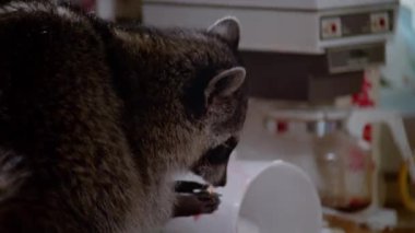 Yeme racoon Close-up gıda mutfak tezgahının üzerine döktüm