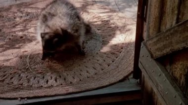 Arka verandada dokuma mat 1980'lerde yürüyüş racoon