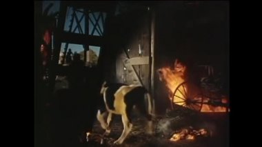 Ahır, 1950'lerde yanan dışarı adam önde gelen inek