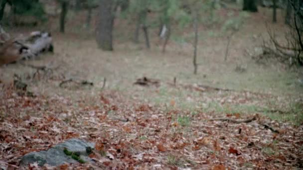 Puma Marchant Dans Forêt Regardant Les Arbres Années 1980 — Video