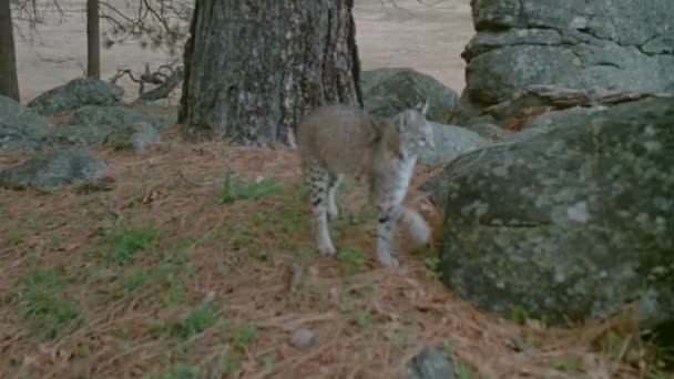 Bobcat Escalada Rocha Floresta 1980 — Vídeo de Stock