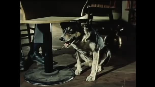 关闭的胆小的韦尔奇牧羊犬坐在桌子下 二十世纪五十年代 — 图库视频影像