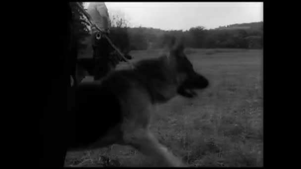 警官とフィールドで男を追いかける犬警察犬 — ストック動画