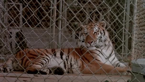 Inclinação Tiro Tigre Deitado Uma Gaiola Floresta 1980 — Vídeo de Stock