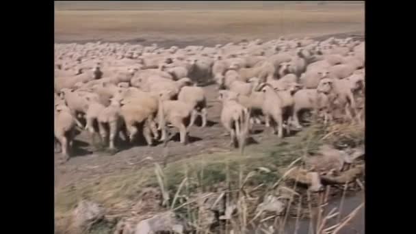 Welsh Sheepdog Herding Sheep Away Watering Hole 1950S — Stock Video