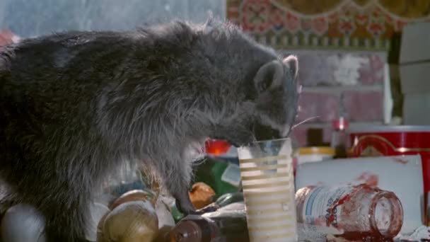 貉在厨房柜台上翻转一杯牛奶 二十世纪八十年代 — 图库视频影像