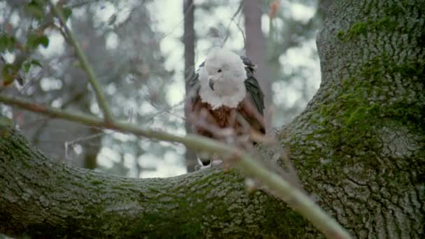 Zoom Out Shot Bald Eagle Sitting Tree Branch 1980 — стоковое видео