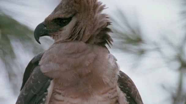 栖息在树枝上的长耳猫头鹰特写 — 图库视频影像