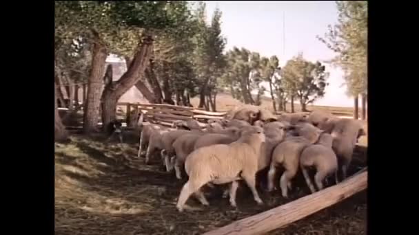 Welch Sheepdog Pastoreio Ovelhas Fora Curral Fazenda 1950 — Vídeo de Stock