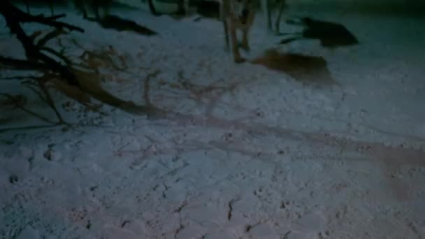 Pack Perros Corriendo Sobre Suelo Cubierto Nieve 1980 — Vídeos de Stock