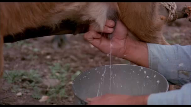 Close Man Metal Bucket Milking Goat 1970S — Stock Video