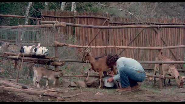 Baby Goat Trying Interrupt Milking Time 1970S — Stock Video