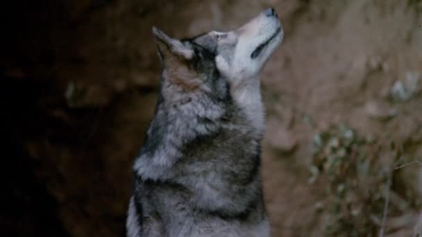 近峡谷附近的一只狼的特写 二十世纪八十年代 — 图库视频影像