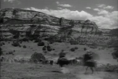 At hayvan sürüsü sığır Arizona ovalarında, 1940'larda kovboyların