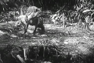Kaplan, sırtlan, python ve orman montaj, 1950'lerde aslan