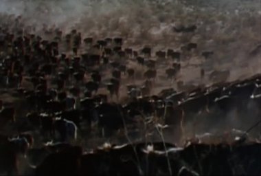 Ovalar arasında 1960'larda dolaşım sığır sürüsü