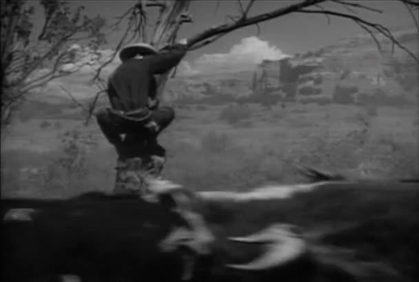 Ковбой Спасает Себя Набега Коровы 1940 Годы — стоковое видео