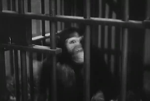 二十世纪五十年代 猴子在科学实验室里通过笼子酒吧滑倒了头 — 图库视频影像