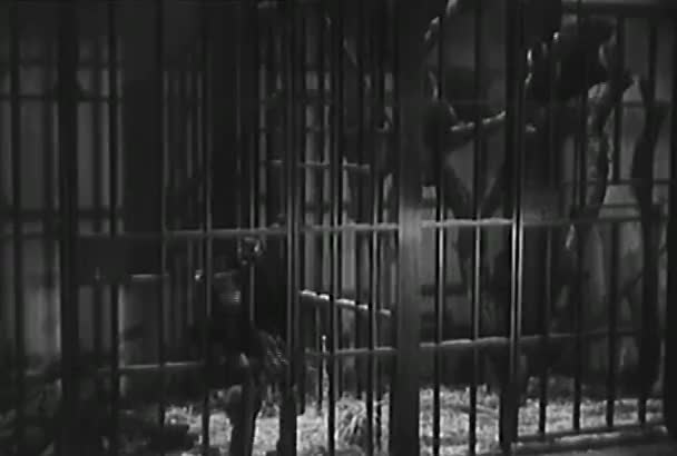 Обезьяна Пыталась Проскользнуть Через Решетку Клетки Лаборатории 1950 Годов — стоковое видео